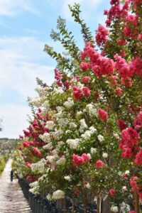 Plants are grown in a variety of sizes to suit all markets