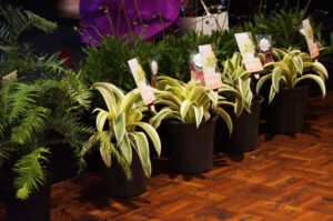 Arthropodium ‘Moonbeam’ is an easy-care plant with variegated leaves year-round (Im-age: John Fitzsimmons)