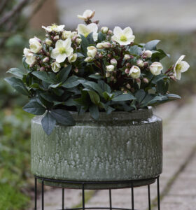 Helleborus x ericsmithii ViV® ‘Olivia’ is described as “a true flower bomb” (Image: IPM Media)