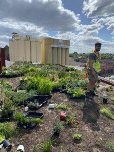 Communicating success or failure of urban greening projects assists the industry in specifying and growing suitable plants (Image: Michael Casey)