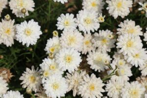 Moon Zest™ Argyranthemum 'ARGY 213' (Image: Ozbreed)