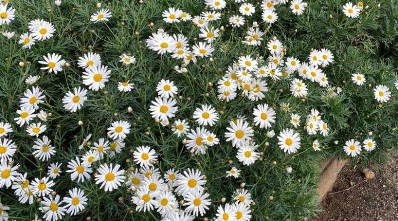 Quick Zest™ Argyranthemum 'ARGY 202' (Image: Ozbreed)
