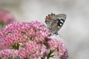 Female satin azure on flowering sedum (image supplied by Denis Crawford)