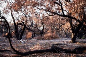 It will be a while before mistletoes reestablish here (image supplied by Denis Crawford)