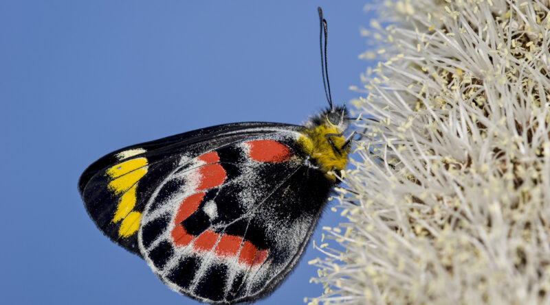 Imperial jezebel feeding on grasstree flower (image supplied by Denis Crawford)
