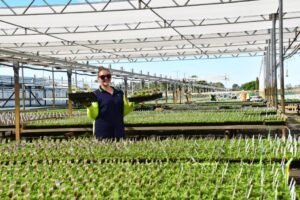 A diverse range of annual and vegetable seedlings