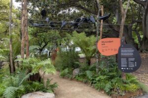 A variety of ferns indigenous to the greater Melbourne area were on display in the “Wurundjeri biik – Indigenous Garden” including Blechnum nudum, Cyathea australis, Dicksonia antarctica, Doodia australis (Blechnum parrisiae), Gleichenia dicarpa, Pteridium esculentum and Lastreopsis acuminata (Image: Melbourne International Flower & Garden Show)