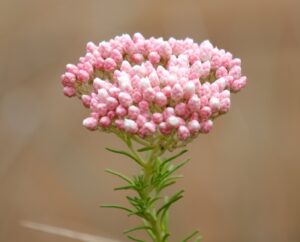 Nadia Cole used Ozothamnus ‘Red Gingham’ in “Australian Idyll”, recommending it as a native alternative to sedum (Image: Ludovic Vilbert, Inwardout Studio)