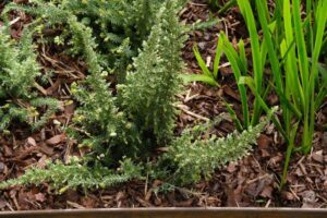 This Grevillea ‘Mellow Yellow’ resembles an Asparagus Fern yet is more suitable for use in environmentally sensitive areas (Image: Ludovic Vilbert, Inwardout Studio)