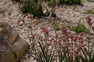 Anigozanthos ‘Bush Pearl’ complements the pink tones of these toppings in this “Australian Idyll” garden bed (Image: Ludovic Vilbert, Inwardout Studio)