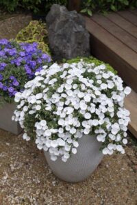 PGA's Moon Series of Convolvulus Australian breeding program has been running for 20 years; the latest variant, 'Starry Moon', took 10 years and six breeding generations to reach market (Image: PGA)