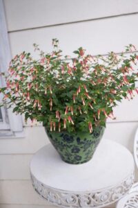 Cuphea 'Galaxy' was bred for long flowering, especially over the warmer months, and a compact habit for small spaces (Image: PGA)