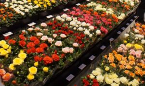 Diversity of colour is a universal driver for many greenlife innovations (Image: John Fitzsimmons)