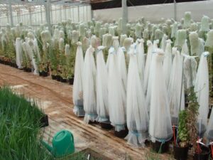 Commercial seed collection prevents cross-contamination by neighbouring selections (Image: John Fitzsimmons)