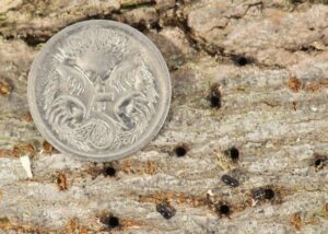 PSHB Beetles are less than 2mm in length, about the size of a sesame seed (Image: DPIRD)