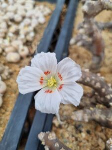 A victim of poaching, Monsonia multifida (Red-throat Dwarf Candle Bush), stored at Kirstenbosch. Status: Endangered (Image: Stephanie Hastie)