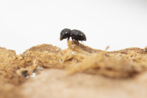 PSHB Beetles have a fast life cycle (Image: DPIRD)
