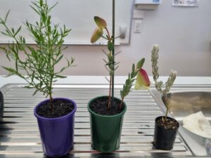 Grafting Australian native plants workshop at Gordon TAFE, Geelong (Image: Stephanie Hastie)