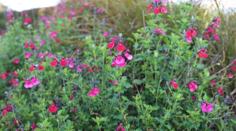 Various plants were tested in extreme flooding over ten years (Image: Ozbreed)