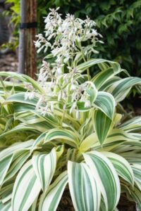 A local breeding innovation featuring a foliage variant - Arthropodium 'Moon Beam’ (Image: PGA)
