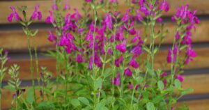 Buffer plants are useful for areas where other plants struggle (Image: Ozbreed)