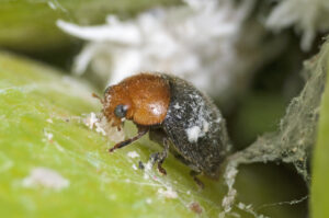 It is hoped Cryptolaemus ladybird will control papaya mealybug (Image: Denis Crawford)