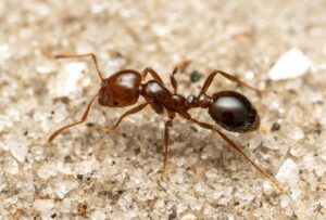 Red imported fire ant (Image: Jesse Rorabaugh)