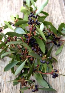 Leaves and berries of the Mountain Pepper, Tasmannia lanceolata (Image: CSIRO, CC-BY-3.0 via Wikimedia Commons)