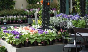 In retail settings striking colour and on-trend plants attract buyer attention (Image by John Fitzsimmons)