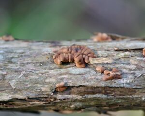 Finger fungus on location