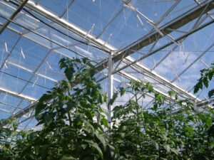 Protected cropping systems, employing rapidly improving structures, materials and climate control systems, are expanding rapidly to more efficiently use limited water resources and land (Image by John Fitzsimmons)