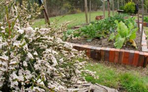 Brassica bed with flowering thryptomene (left) (Image by Denis Crawford)