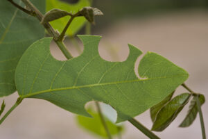 Leaf-cutting bees love hardenbergia leaves (Image by Denis Crawford)