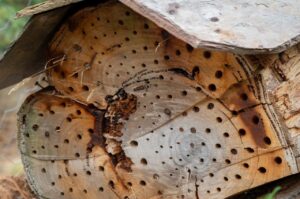 Insect hotel occupied by resin bees and grass-carrying wasps (Image by Denis Crawford)