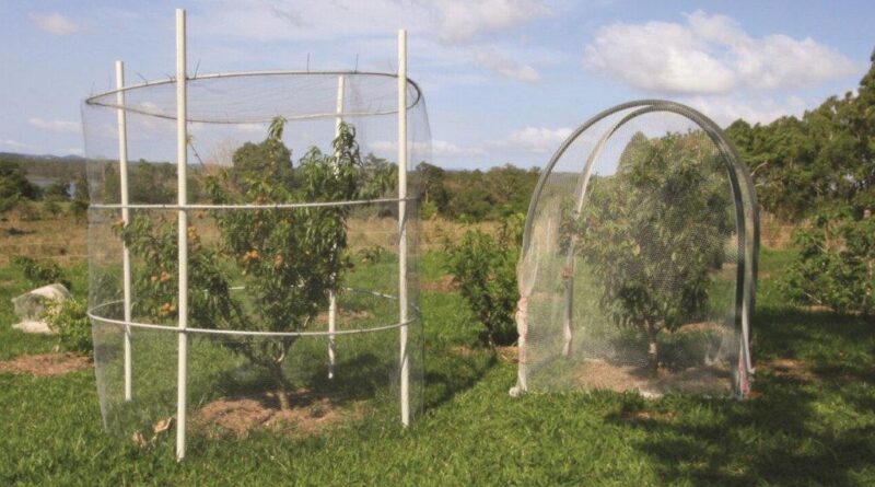Two different ways to cage your client’s fruit trees that will minimise harm to wildlife