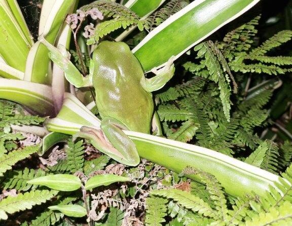 Green frogs on the hunt (Image: Patrick Regnault)