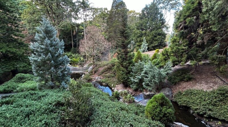 The Conifer Collection