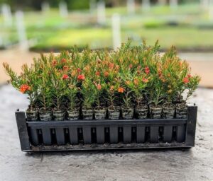 Grevillea stock being pushed out of the tray by the custom-made popper tool