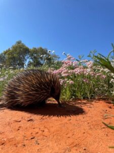 An echidna amongst the wildflowers (Image: ASDP)