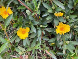 Hibbertia scandens 'HBS02' PBR intended Trade Name Straightup™ (Image supplied by Ozbreed)