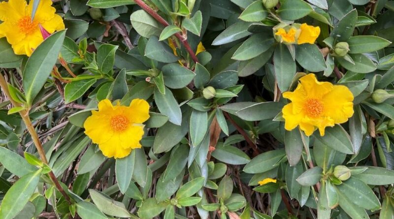 Hibbertia scandens 'HBS02' PBR intended Trade Name Straightup™ (Image supplied by Ozbreed)