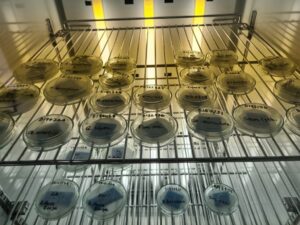 Seed in incubator (Image: Steve Priestley, ASDP Nursery Manager)