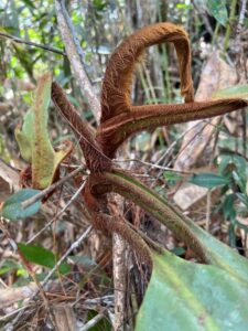 Thick red hair covers emerging leaves of Nepenthes pongoides (Image: Alviana Damit)