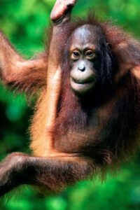 Young Bornean orangutan (Image: Alastair Robinson)