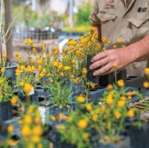 Seedling and botanist (Image: Lisa Hatz Photography)