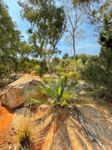 Threatened species Cycad (Image: Daniella Silva)