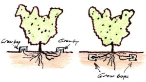 OFSS is a 'near-soilless' approach with part of the tree's root system in soil and the rest subject to fertigation in grow bags above or (later) below ground (images supplied by John Fitzsimmons)