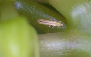 An adult female thrips (Frankliniella sp.). Photograph credit: Queensland Department of Primary Industries
