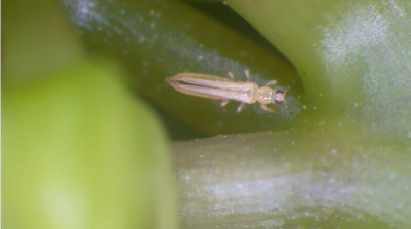 An adult female thrips (Frankliniella sp.). Photograph credit: Queensland Department of Primary Industries