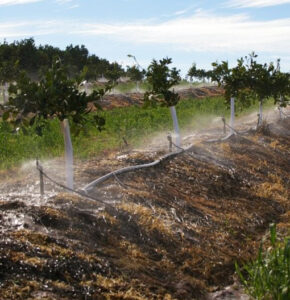 Establishing young orange trees with under-tree irrigation (images supplied by John Fitzsimmons)